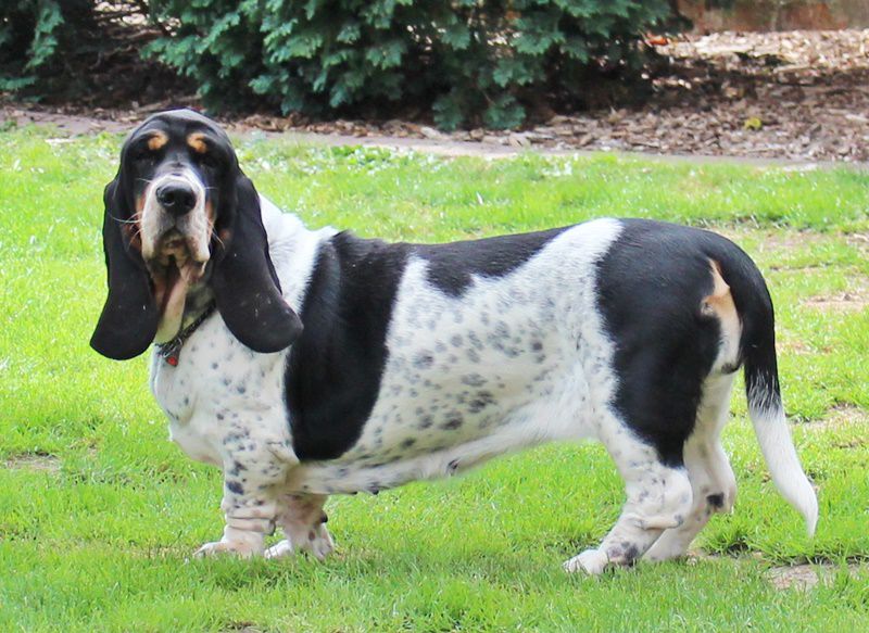 Schilly -Tilly vom Rusteberg | Basset Hound 