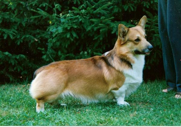 Allimac's Modern Lisiura | Pembroke Welsh Corgi 