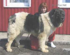 Voronezhskie Bogatyri Ayna | Caucasian Mountain Dog 