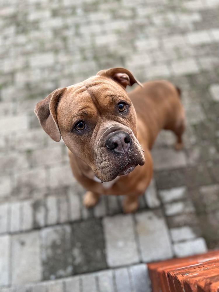 House of Monsters Frække Alvin | Olde English Bulldogge 