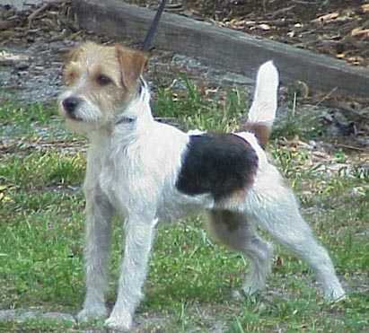 Fox Island Flara | Jack Russell Terrier 