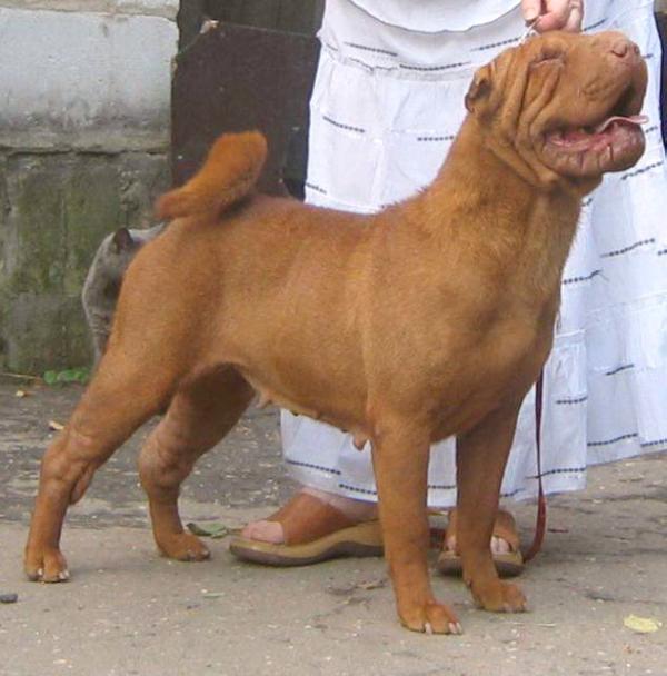 Midnait Mijuzik Cleopatra | Shar-Pei 