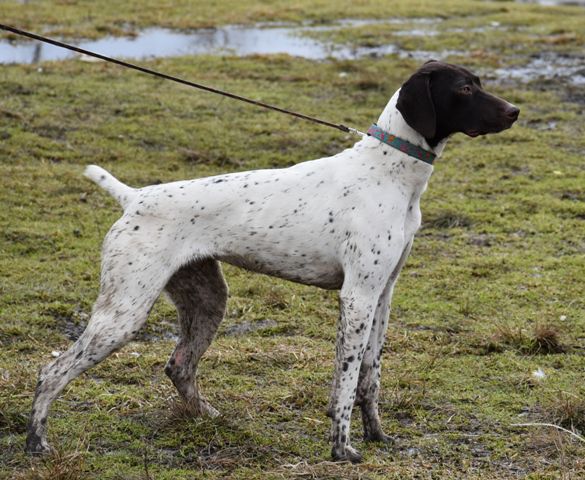 Hall's Fantastic Athena | German Shorthaired Pointer 