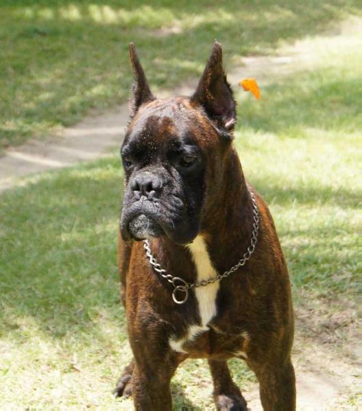 Kalimba (Luna) | Boxer 