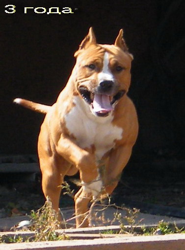 Asti Dog House Bring Me Joy | American Staffordshire Terrier 