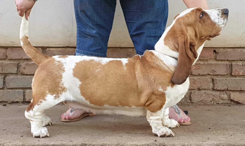 Midestino Filomena | Basset Hound 