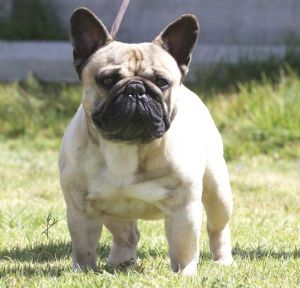 Fernaoke V.D Mestreechteneerkes | French Bulldog 