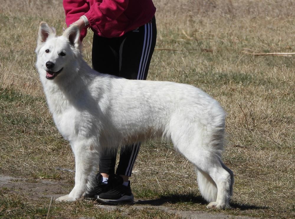 LEGENDA Canavar Home | White Swiss Shepherd Dog 