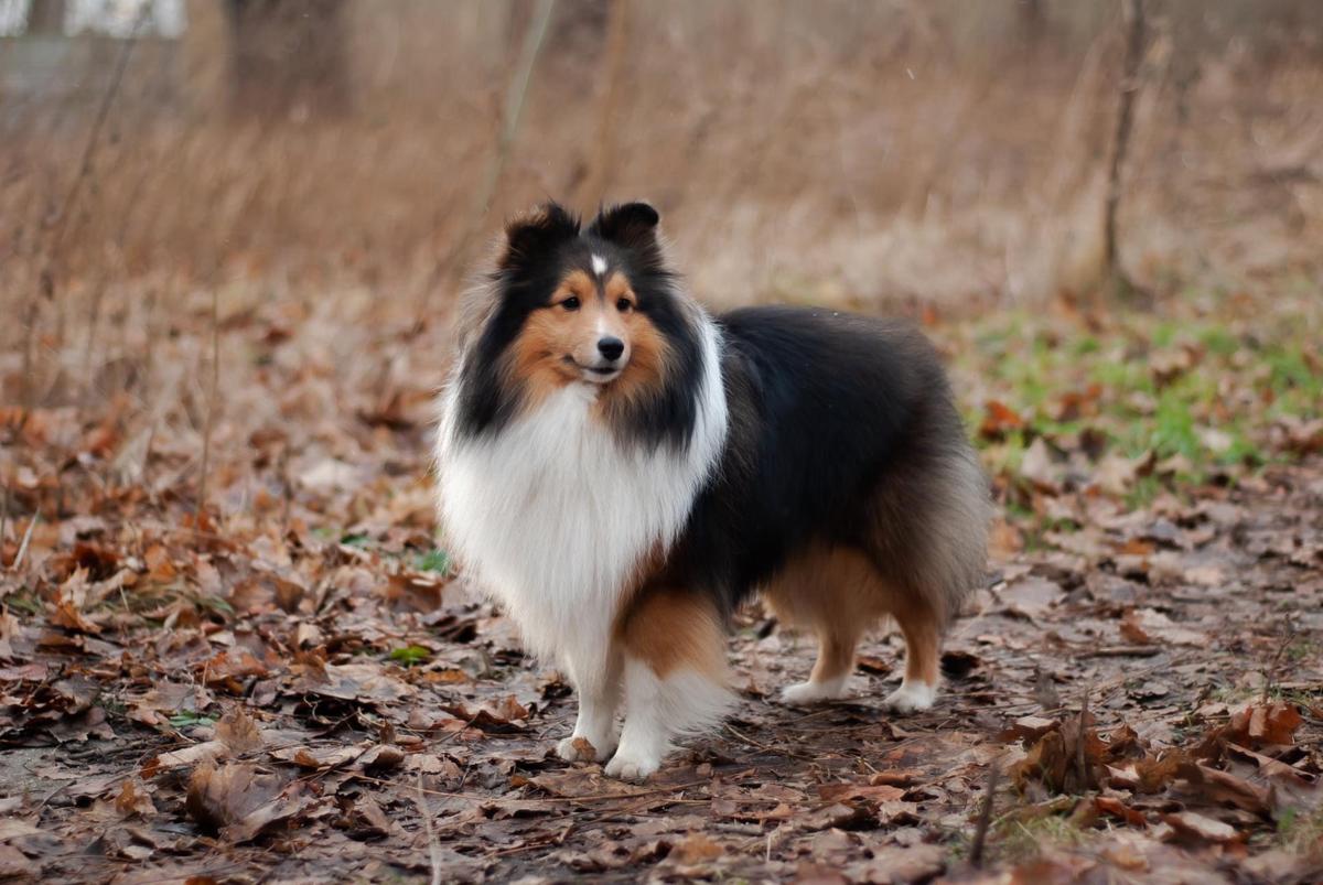 ENZO Friggland | Shetland Sheepdog 