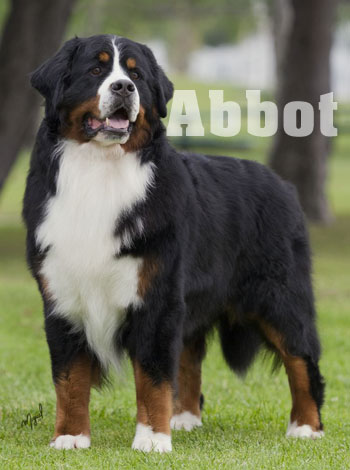 Alpenspirit Who’s on First | Bernese Mountain Dog 