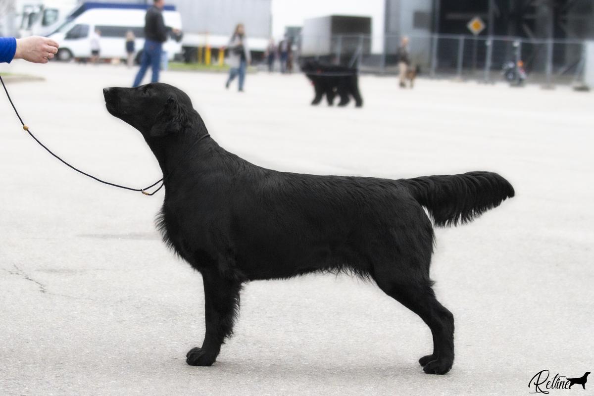 RETLINE PRIME | Flat-Coated Retriever 