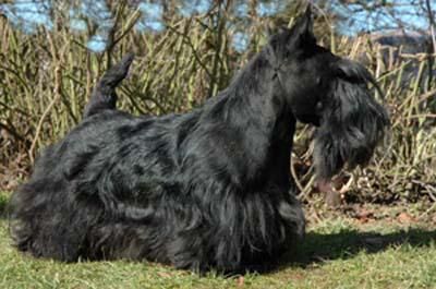 Morrisey at Mayson | Scottish Terrier 