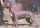 Isis Moonstruck | American Staffordshire Terrier 