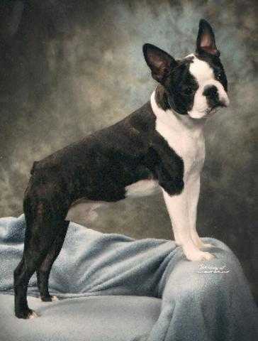 Kennedy's Wild Lincoln Navigater | Boston Terrier 