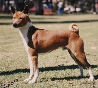 Baagna Justa Fella | Basenji 