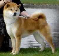 KAORI-GO SHUN’YOU KENSHA | Shiba Inu 