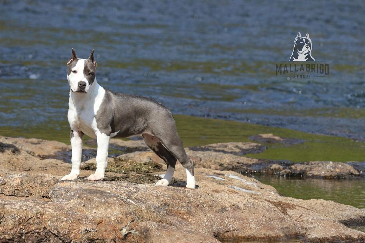 Mallabrigo Elisabeth Swann | American Staffordshire Terrier 
