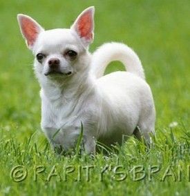 RARITY'S BRAND ZINO FACE CONTROL | Chihuahua 