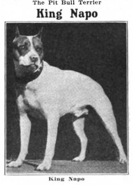 King Napo | American Pit Bull Terrier 