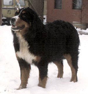 Danetta's Halla | Bernese Mountain Dog 
