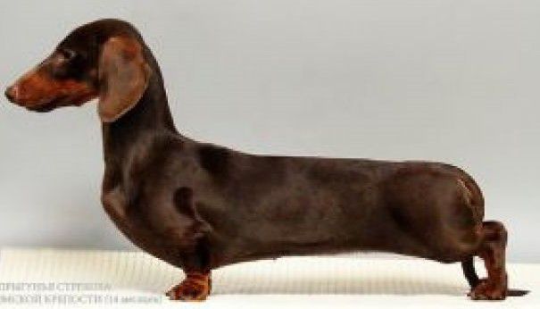 Poprygunia Strekoza Iz Omskoi | Dachshund 