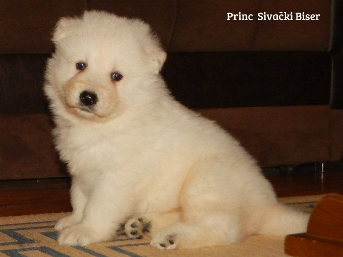 Princ Sivacki Biser | White Swiss Shepherd Dog 