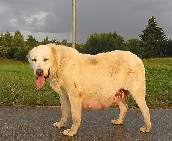 Kumush | Central Asian Shepherd Dog 