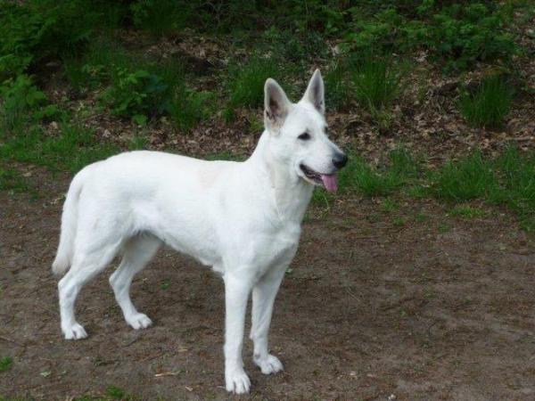 Joni van de Timberhoeve | White Swiss Shepherd Dog 