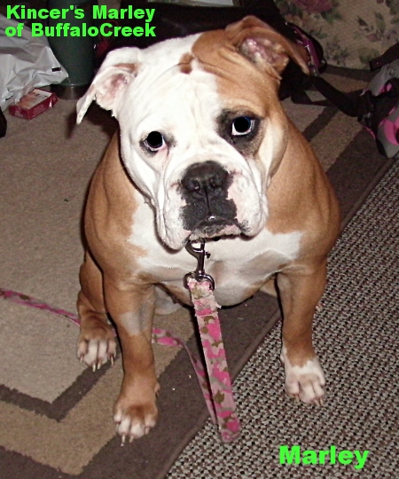 BuffaloCreek's Marley | Olde English Bulldogge 