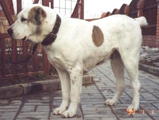 Laksheri Lafina | Central Asian Shepherd Dog 