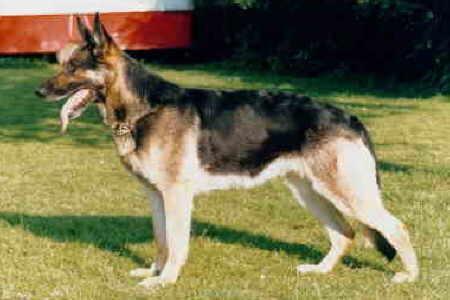 Quelle vom Johanneszwinger | German Shepherd Dog 