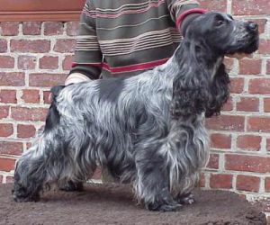 Alisma Highlander | English Cocker Spaniel 