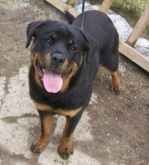 Artemide tai fokstrotas | Rottweiler 