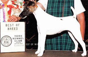 Hexham Practical Magic | Smooth Fox Terrier 