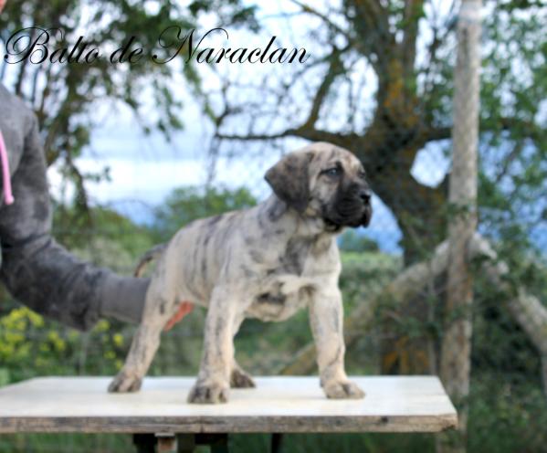 Balto de Naraclan | Perro de Presa Canario 