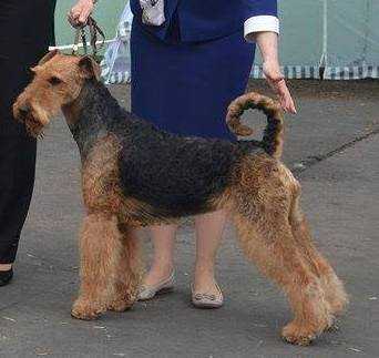 Helen's Brand Armita Charming | Airedale Terrier 