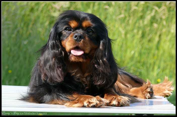 Penny's Boy Vom Erlenbacher-Hemmerich | Cavalier King Charles Spaniel 