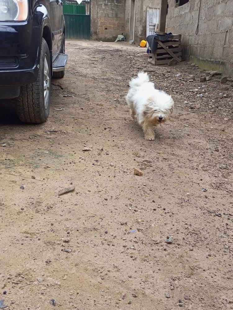 DIAMOND | Lhasa Apso 