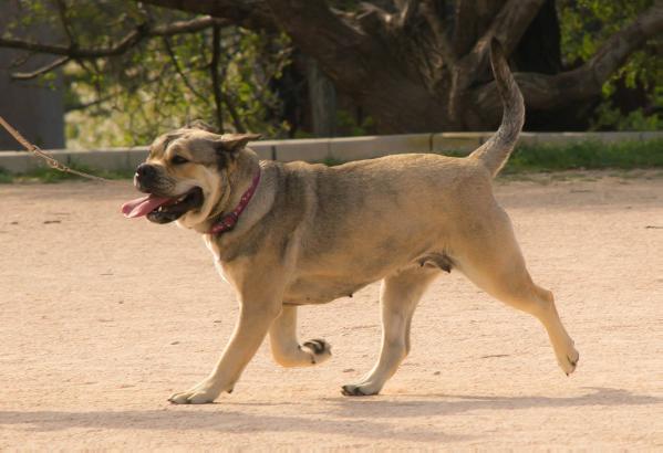 Galateya Amy Royal Moloss Kennel | Ca de Bou 