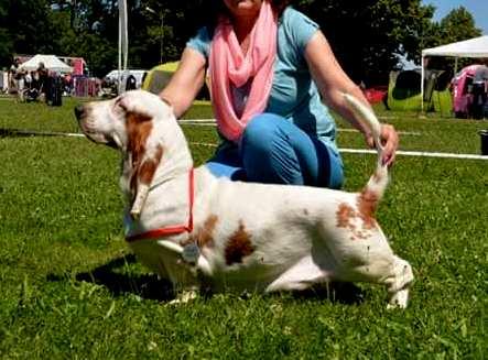 Unique White Cream Od Berounky | Basset Hound 