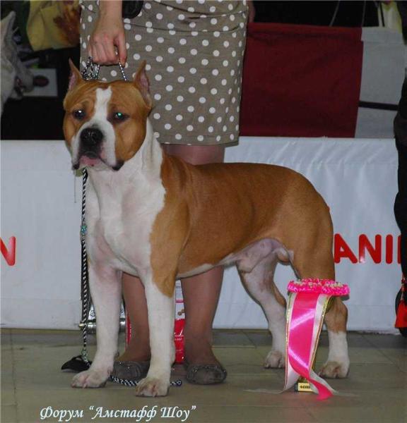 Faiter Maximus | American Staffordshire Terrier  Faiter Maximus | American Staffordshire Terrier