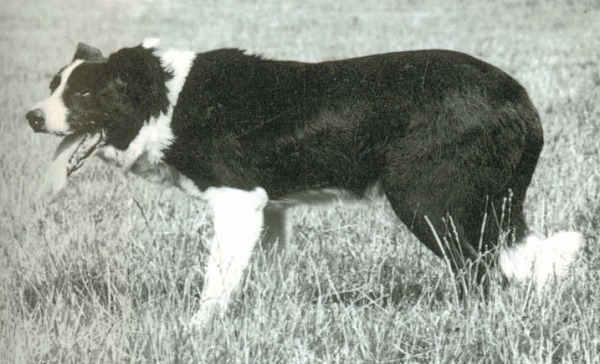 Tos ISDS 61152 | Border Collie 