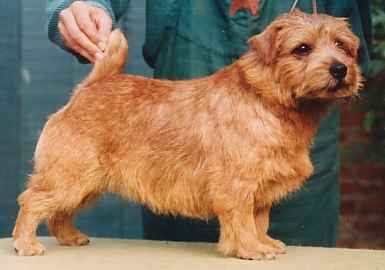 Allright Gimcrack | Norfolk Terrier 