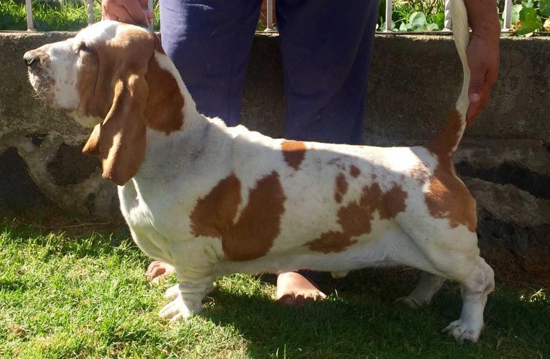 Ogro Villa Ramirez | Basset Hound 