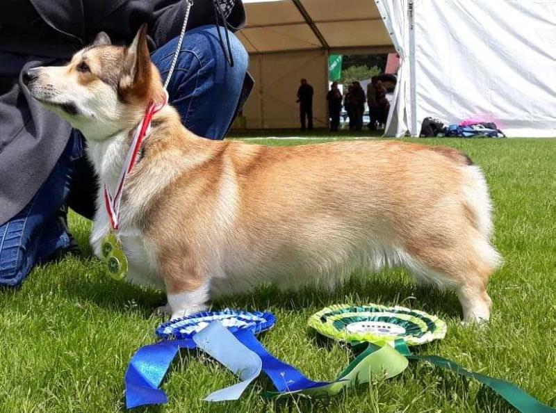 Brandy Brotherhood Von Platonogi | Pembroke Welsh Corgi 