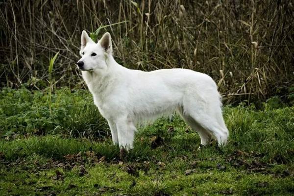 Gina of White Grace | White Swiss Shepherd Dog 