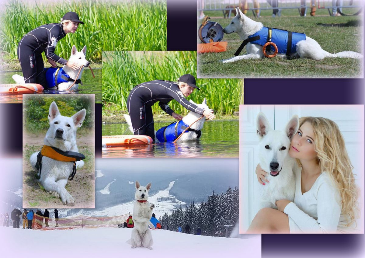 ?FELIA-ORNELLA Star Way Royal *KRISTA* | White Swiss Shepherd Dog 