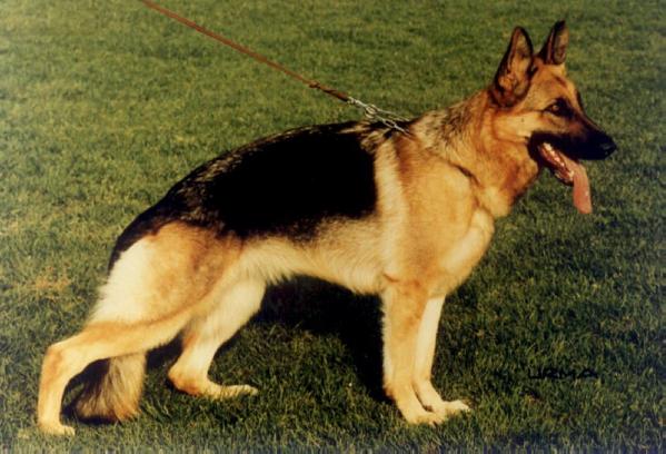 Karat's Dekitta | German Shepherd Dog 