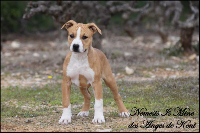 Nemesis Is Mine des Anges de Kent | American Staffordshire Terrier 