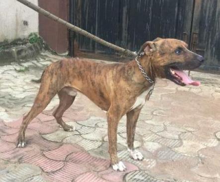 Chilli of Yussuf | American Pit Bull Terrier 